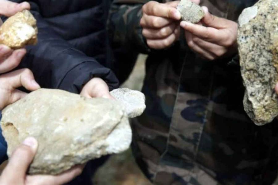Notable: fósil de 160 millones de años ilustra la evolución de los parásitos