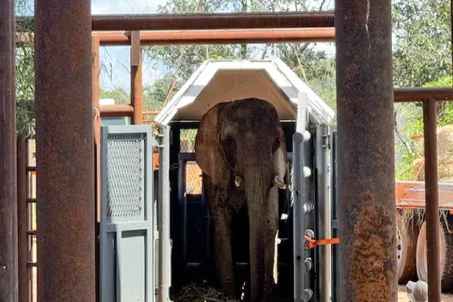 Tras nueve horas de espera, la elefanta Pupy se animó a salir de la caja de traslado y ya es libre