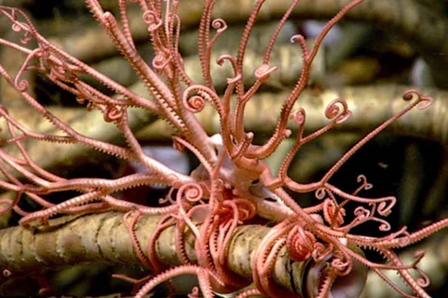 Una expedición de la UBA y el CONICET explorará ecosistemas extremos del Mar Argentino