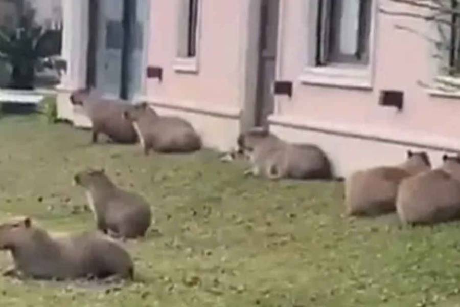 La Justicia falló a favor de los carpinchos en Nordelta