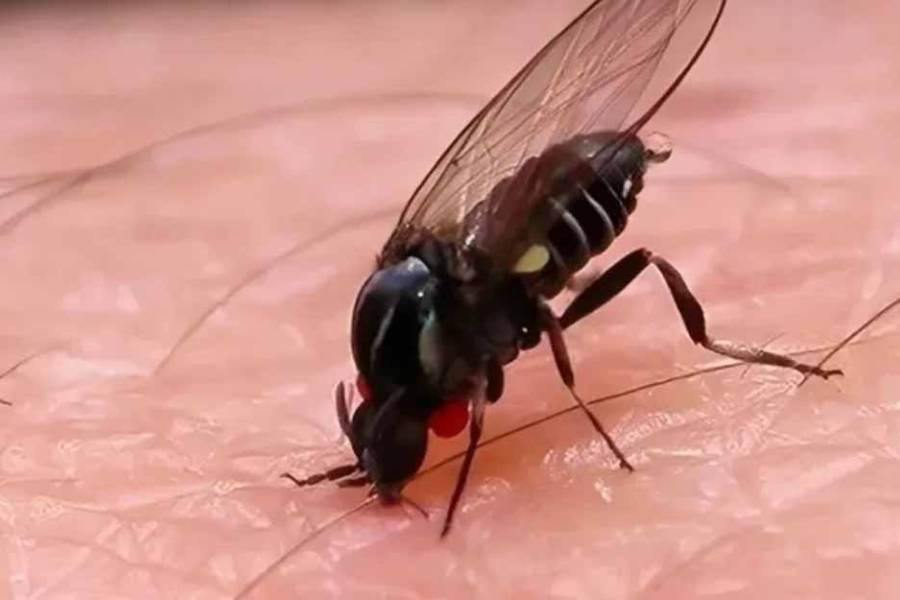 Barigüí, el nuevo insecto que invade Buenos Aires: cómo prevenir sus ataques