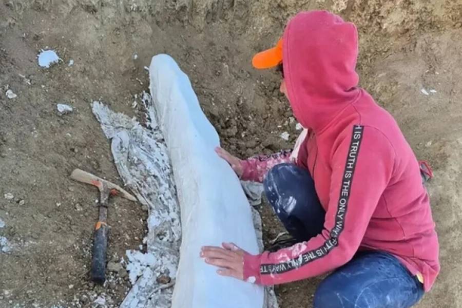 Descubren en la costa bonaerense un colmillo fósil de más de 100 mil años 