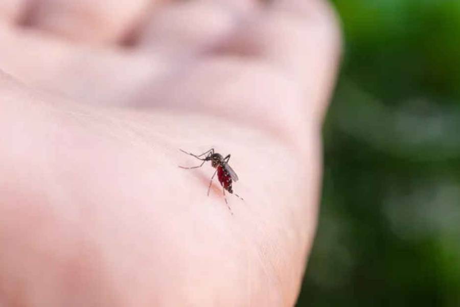 Alarma por mosquitos vampiro en Brasil: por qué se les dice así y cuál es el riesgo
