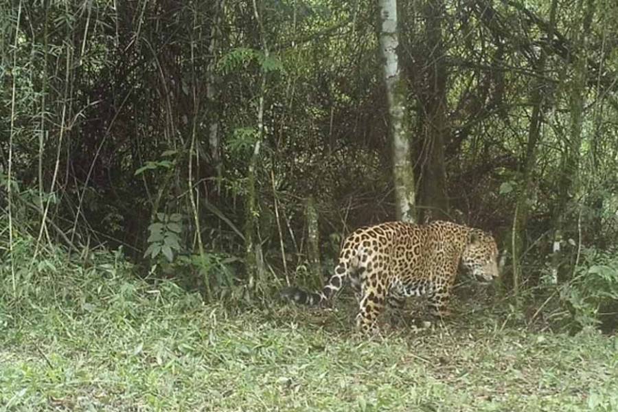 Alarma por dos cachorros de yaguareté perdidos en Misiones: la Justicia analiza fallas en el operativo