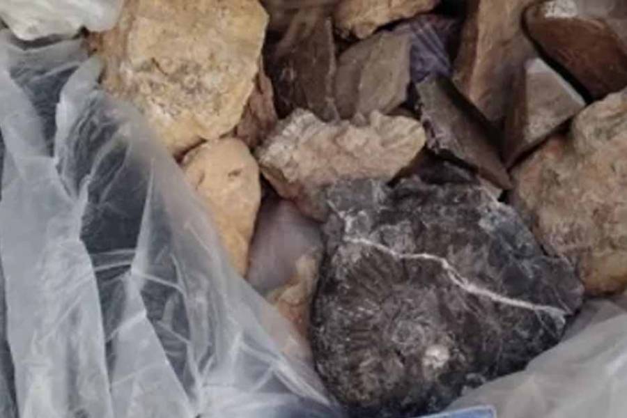 Llevaba 18 fósiles en el baúl: intentaron pasar los restos a Chile y los detuvo la Aduana