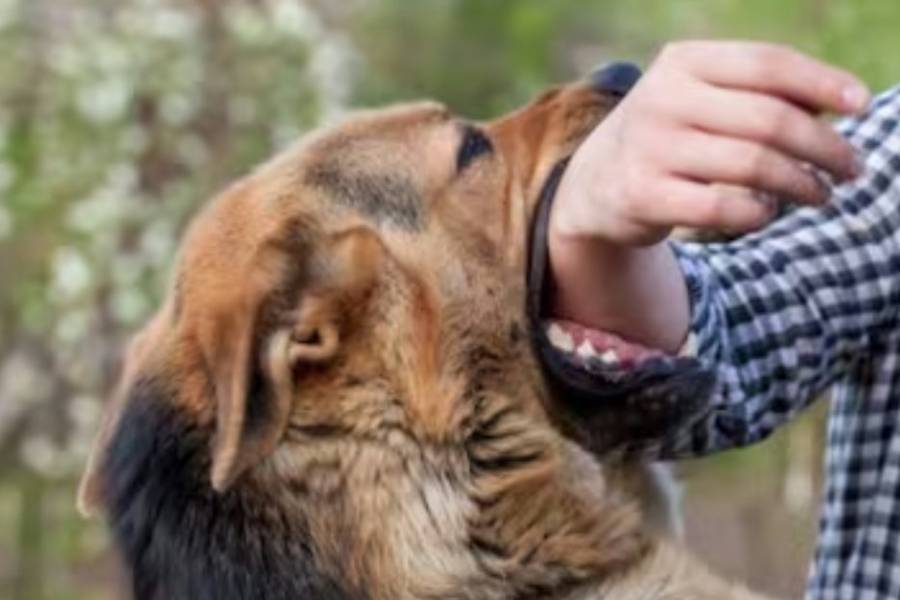 Imputan a una mujer en Banda de Varela tras los ataques de su perro pitbull a dos personas 