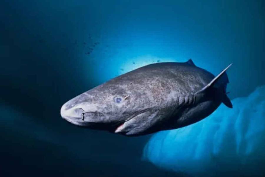 Desafía al tiempo: descubren un tiburón que nacido en 1627 y tendría casi 400 años