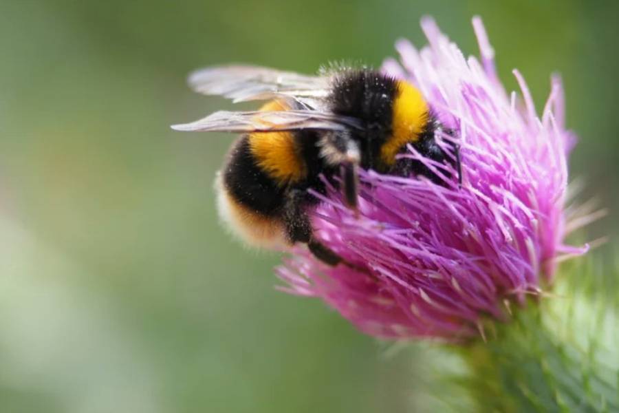 Abejas inteligentes: revelan que aprendieron a evitar el polen contaminado con agroquímicos