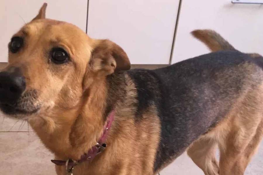 Histórico fallo: la Justicia reconoce a los animales como “seres sintientes”