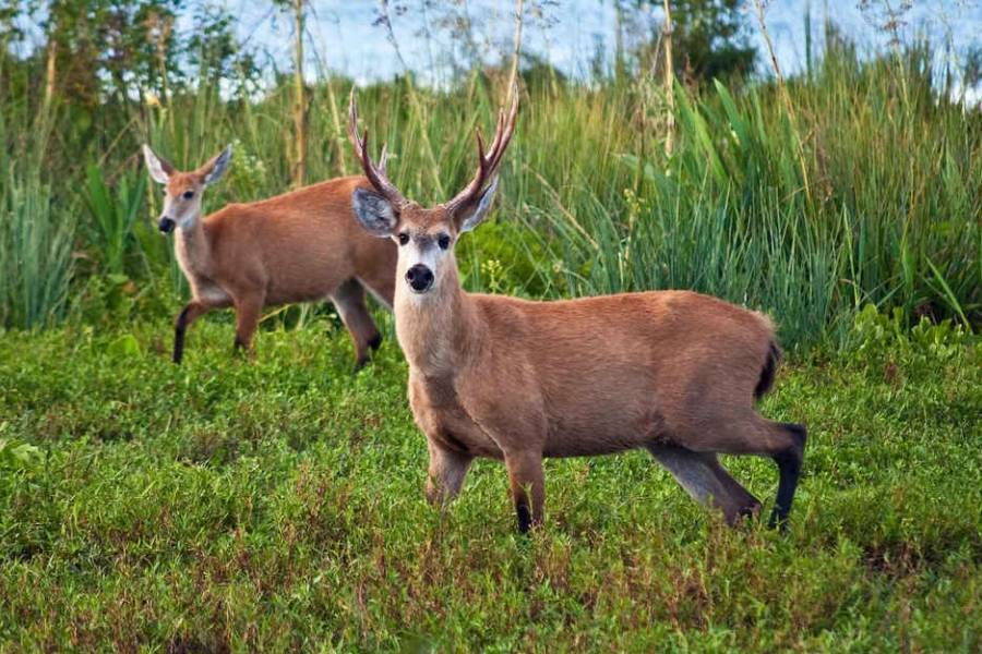El ciervo de los pantanos dejó de ser una especie vulnerable en Argentina
