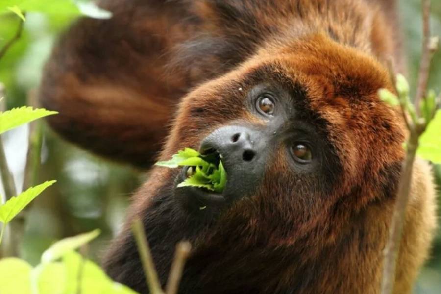 Misiones traerá monos carayá rojo desde Brasil: cómo es el protocolo sanitario
