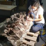 Hallazgo histórico en Chubut: descubren al Bicharracosaurus, un dinosaurio de 160 millones de años