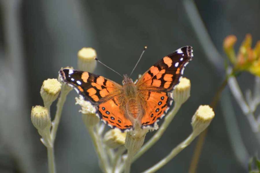 Nadie imaginaba que esta mariposa podía viajar tanto: el hallazgo que sorprendió a la ciencia