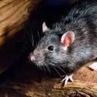Confirman un nuevo caso de hantavirus en Bariloche: la paciente está internada en terap