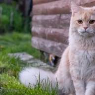 Por qué algunos animales detectan los desastres naturales antes que las personas